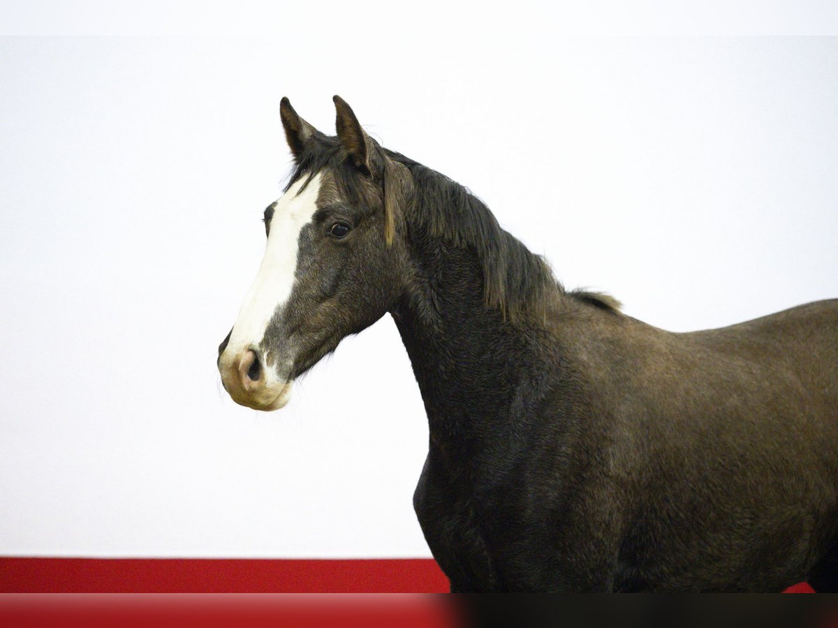 Anglo European Studbook Semental 1 año 155 cm Tordo in Waddinxveen