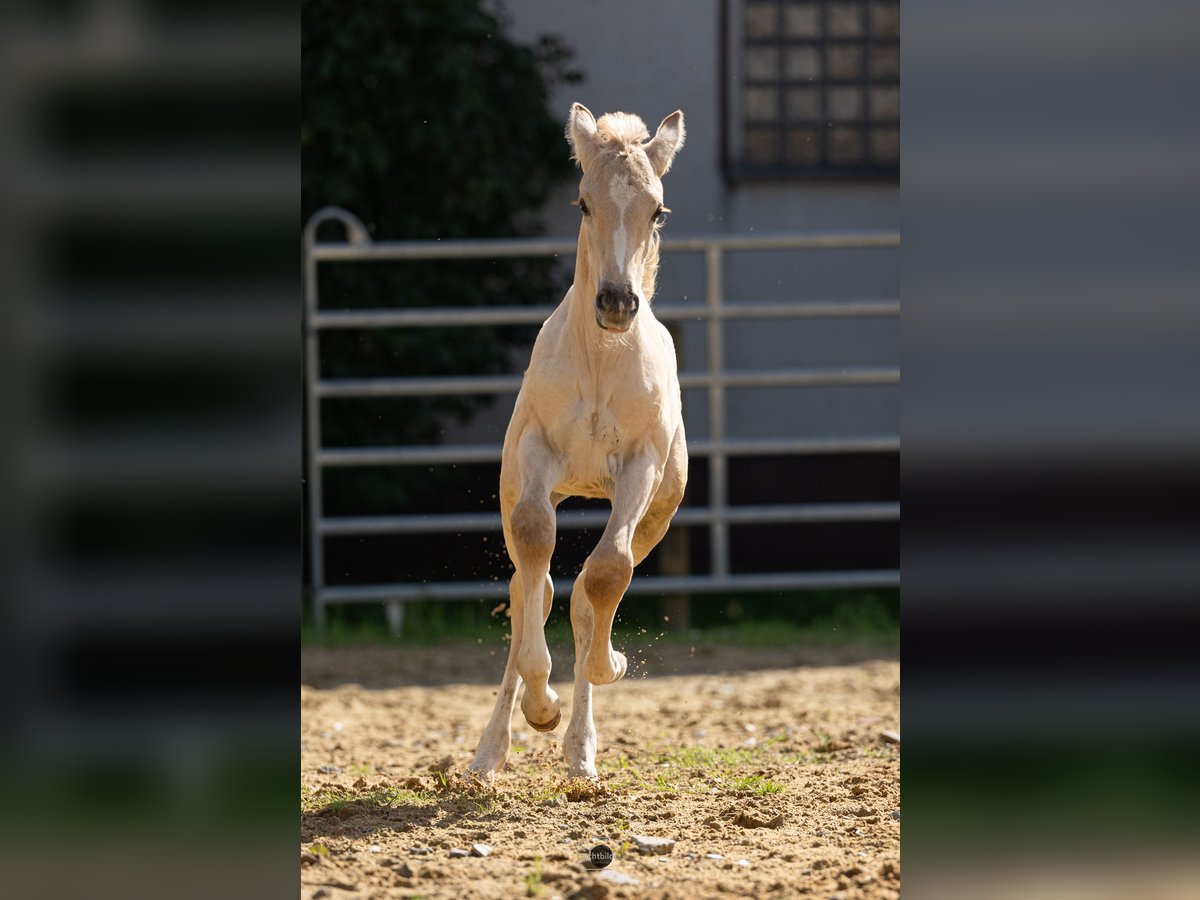 Anglo European Studbook Semental Potro (06/2024) 163 cm Dunalino (Cervuno x Palomino) in Eisighofen