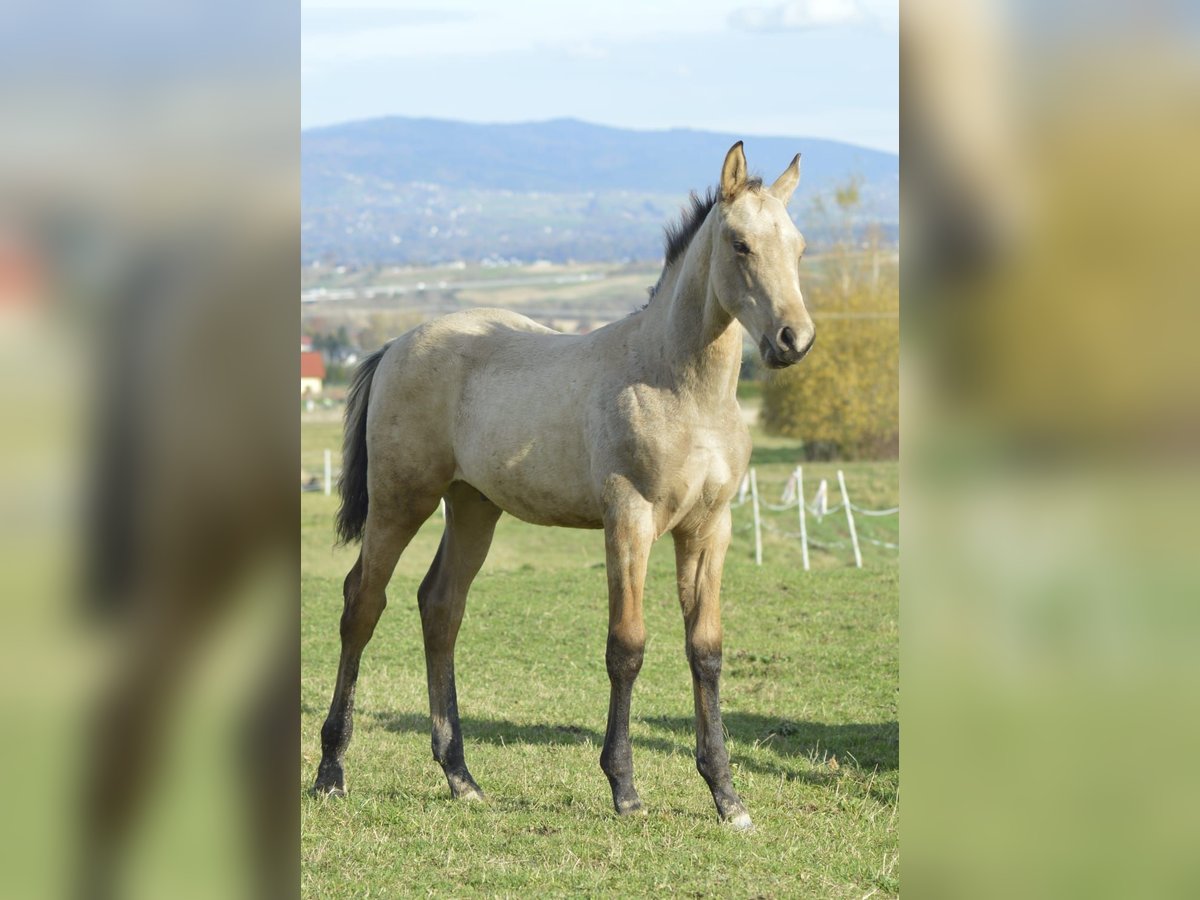 Anglo European Studbook Stallion 1 year 13,2 hh Buckskin in Lipowa