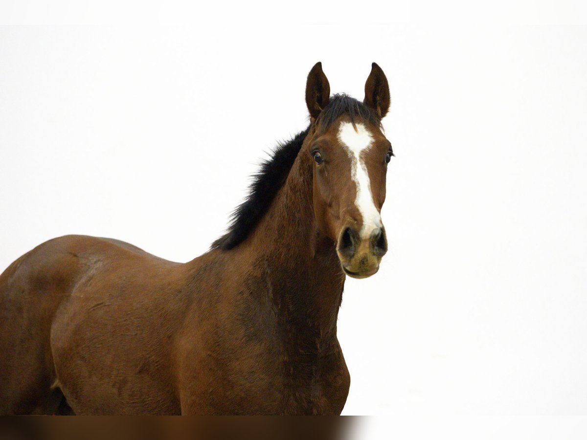 Anglo European Studbook Stallion 1 year 15,2 hh Brown in Waddinxveen