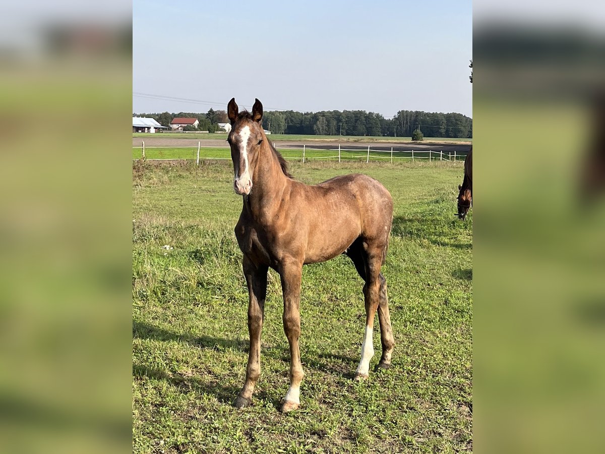 Anglo European Studbook Stallion 1 year 16,2 hh Gray in Wólka Wybraniecka