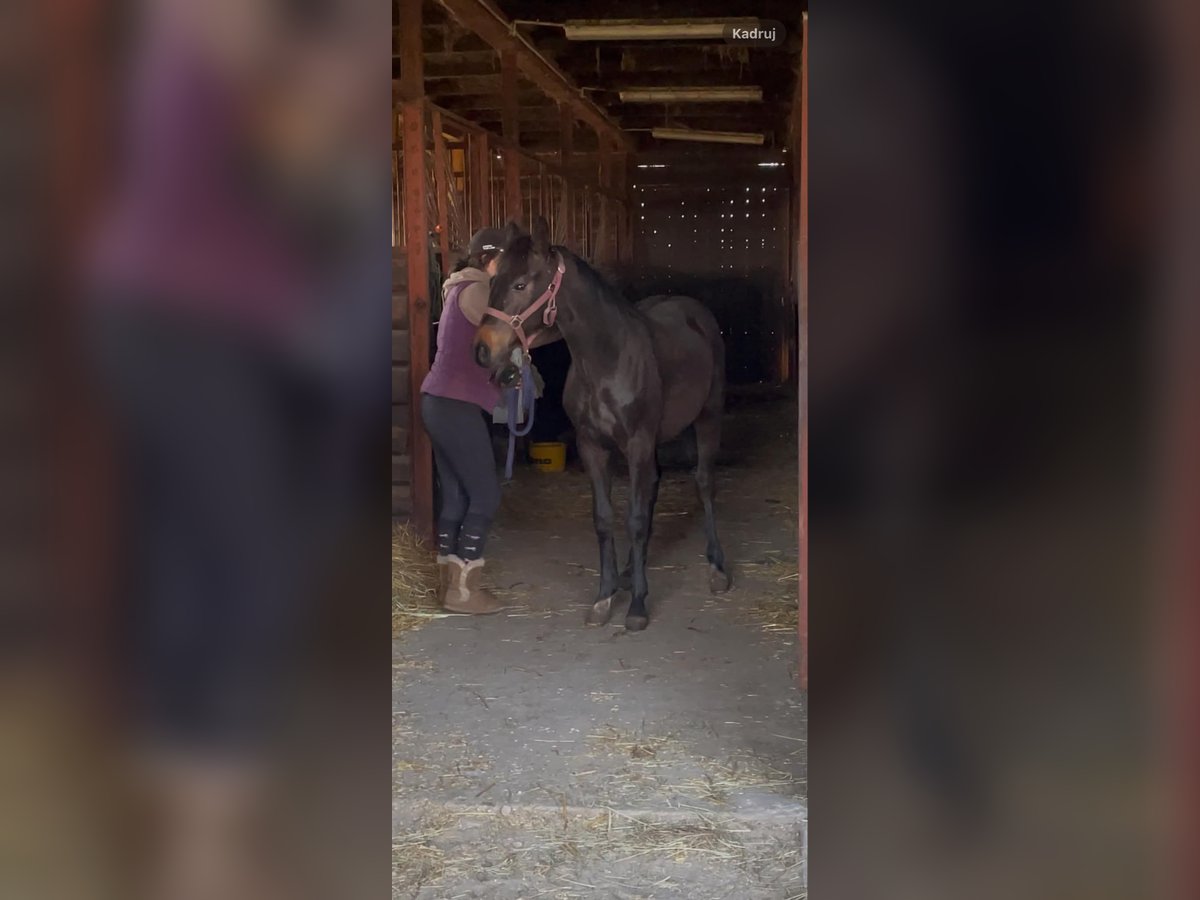 Anglo European Studbook Stallion 1 year 16,1 hh Bay-Dark in Ortel Królewski Pierwszy