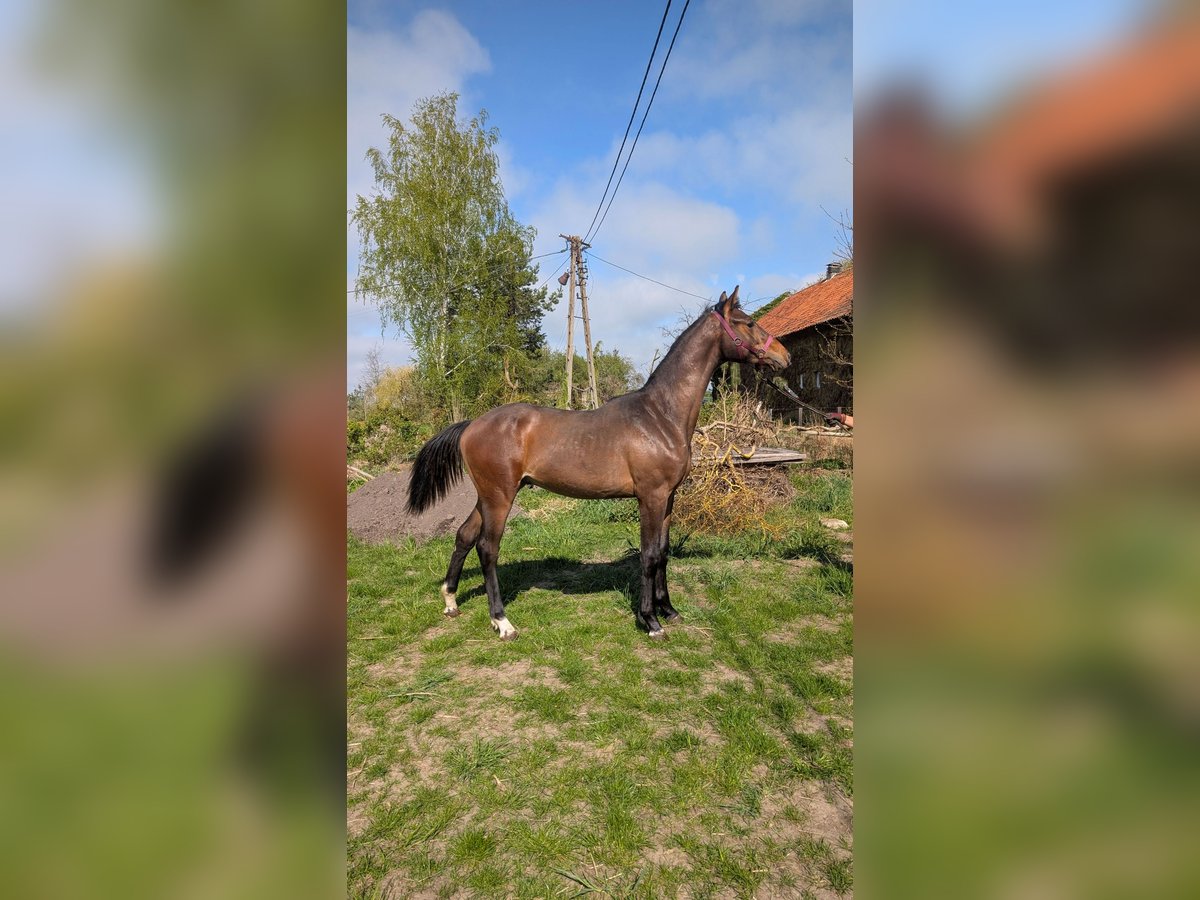 Anglo European Studbook Stallion 1 year 16,2 hh Bay-Dark in Barciany