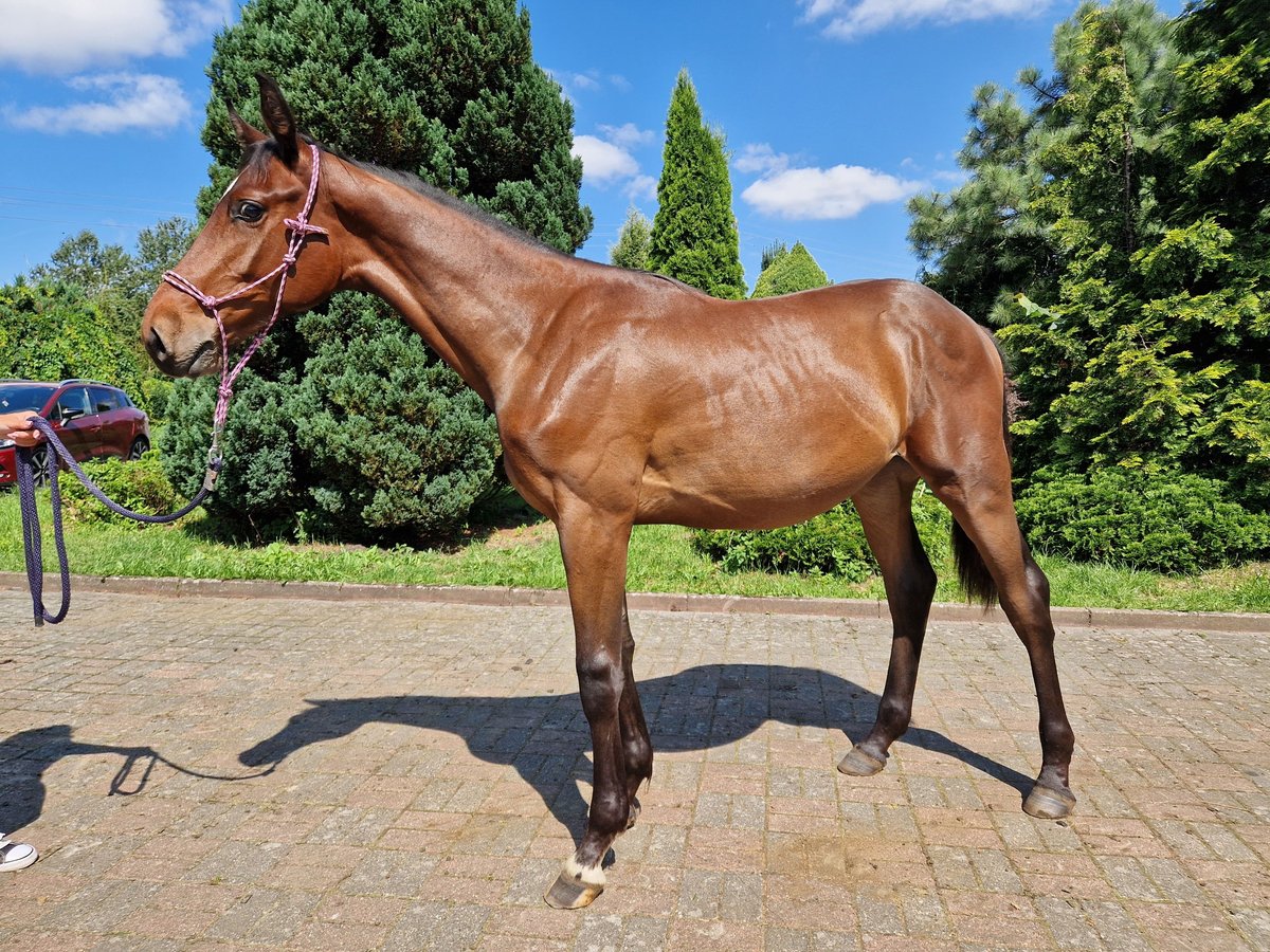 Anglo European Studbook Stallion 1 year Bay-Dark in Łobez