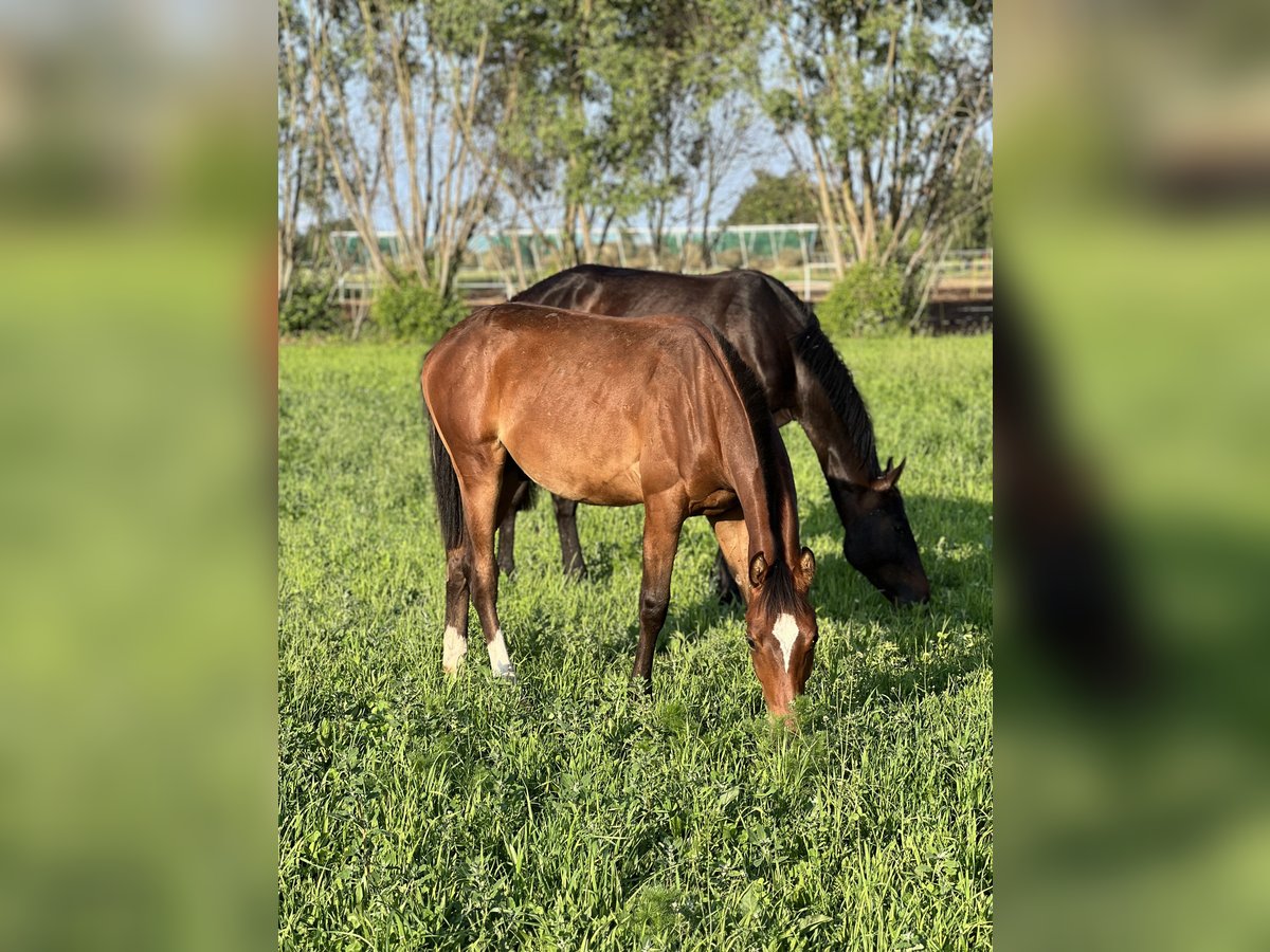 Anglo European Studbook Stallion 1 year Bay in Winnica
