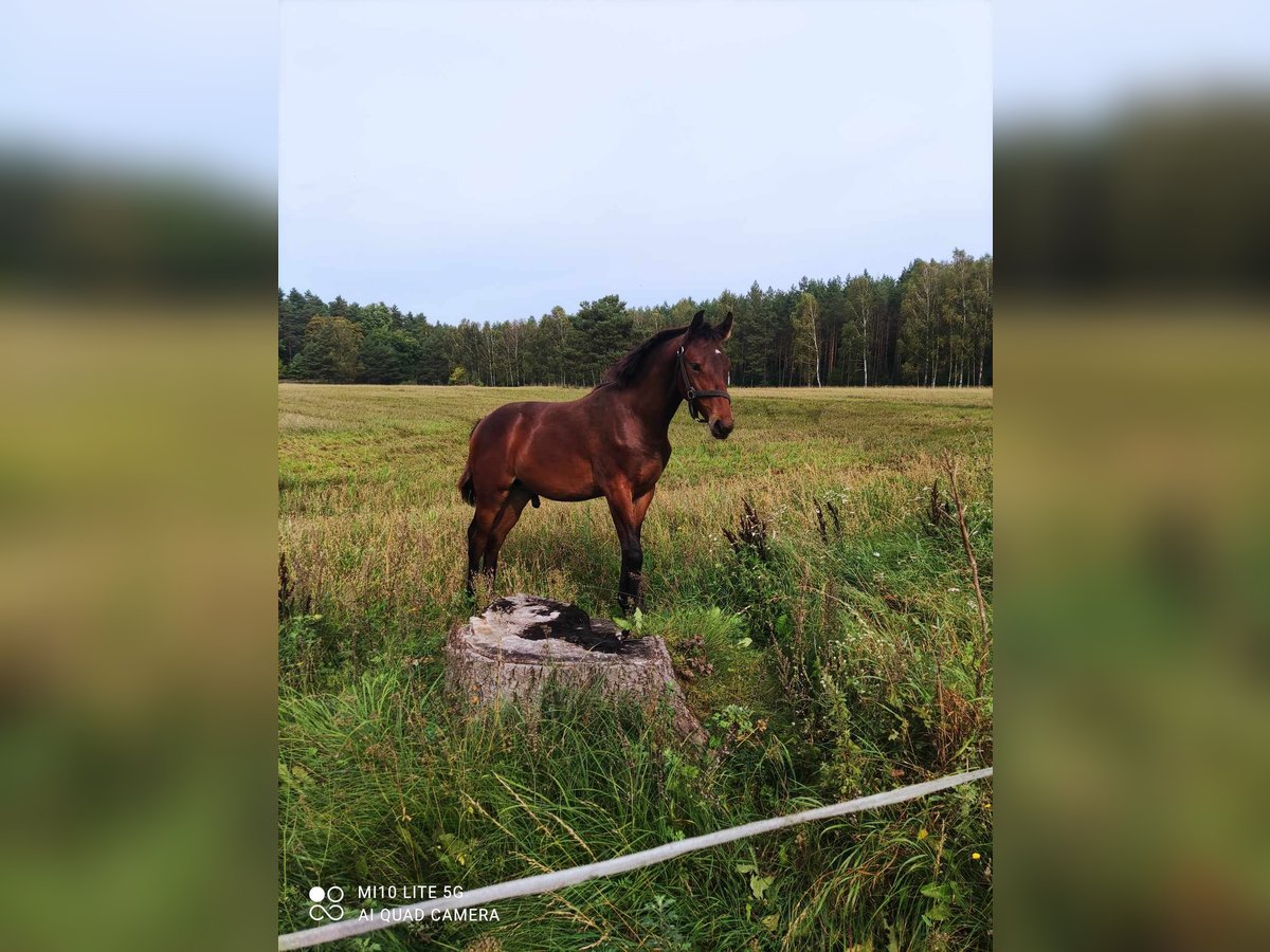 Anglo European Studbook Stallion 1 year Brown in Polakowo