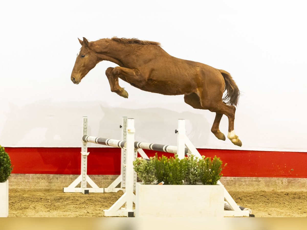 Anglo European Studbook Stallion 2 years 14,3 hh Chestnut-Red in Waddinxveen