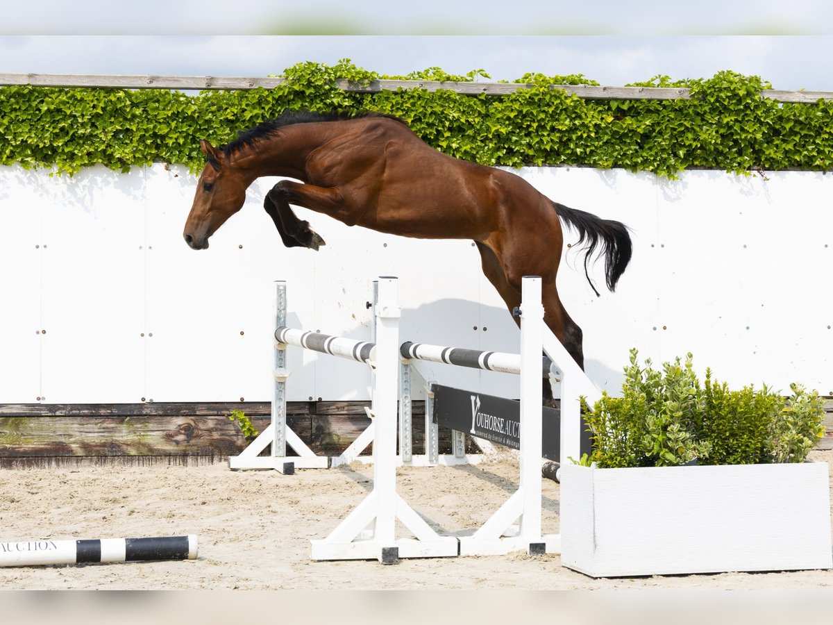 Anglo European Studbook Stallion 2 years 15,2 hh Brown in Waddinxveen