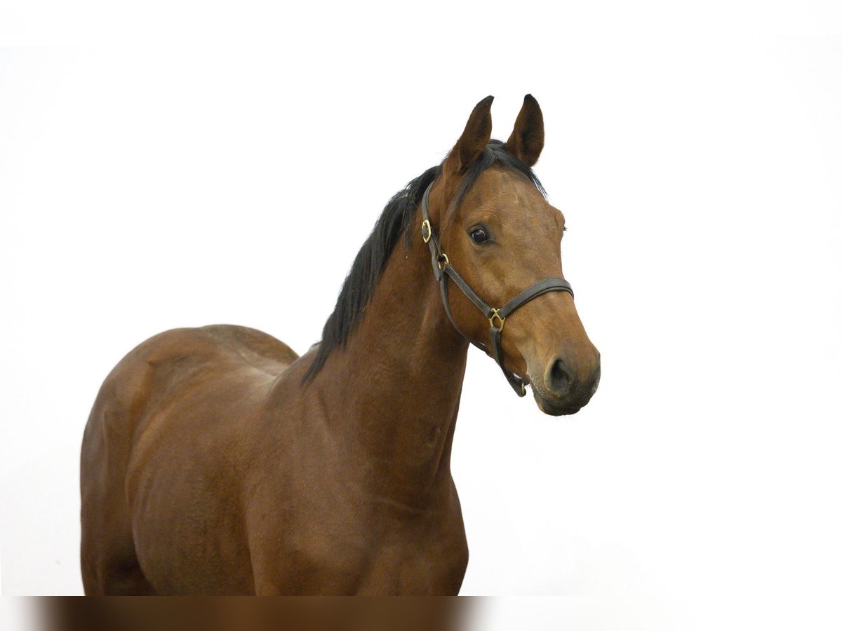 Anglo European Studbook Stallion 2 years 15,3 hh Brown in Waddinxveen