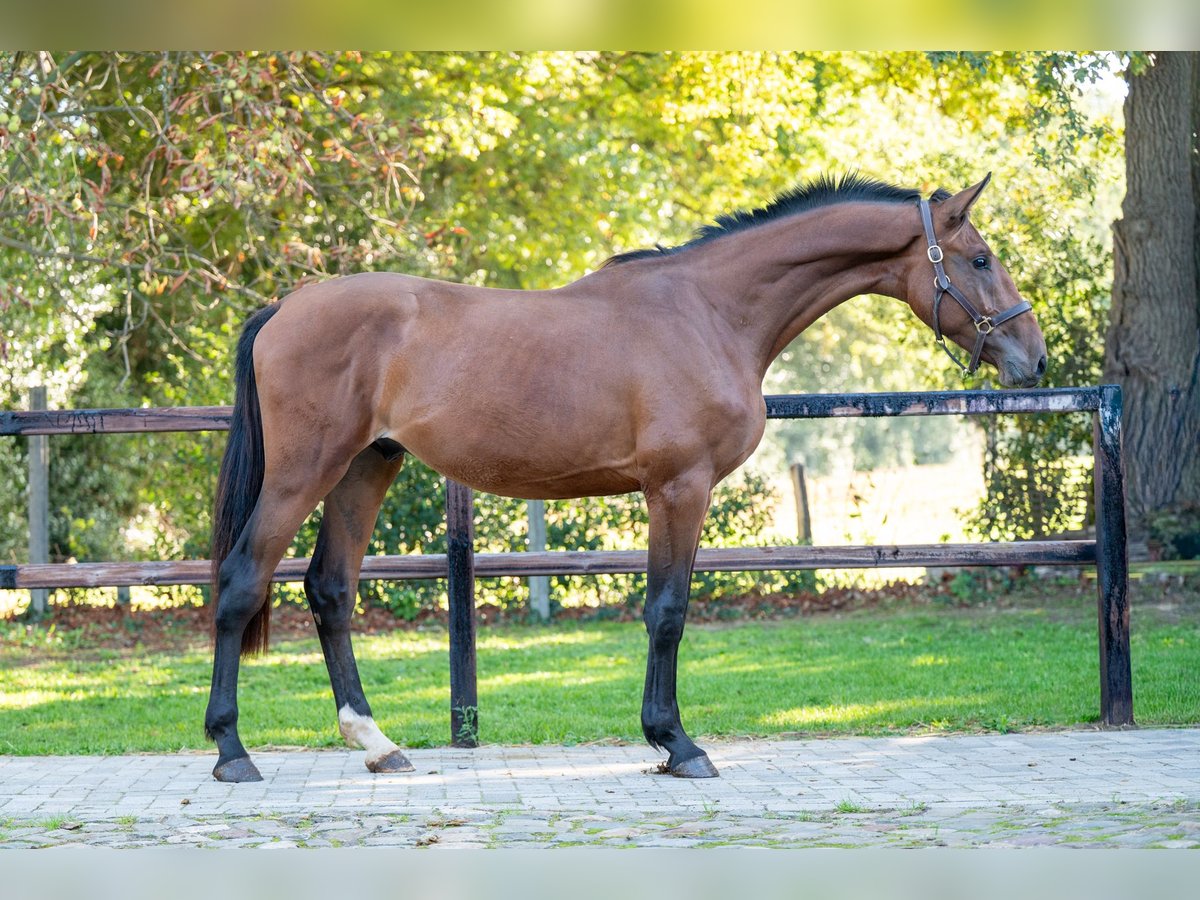 Anglo European Studbook Stallion 2 years 16 hh Brown in GROTE-BROGEL