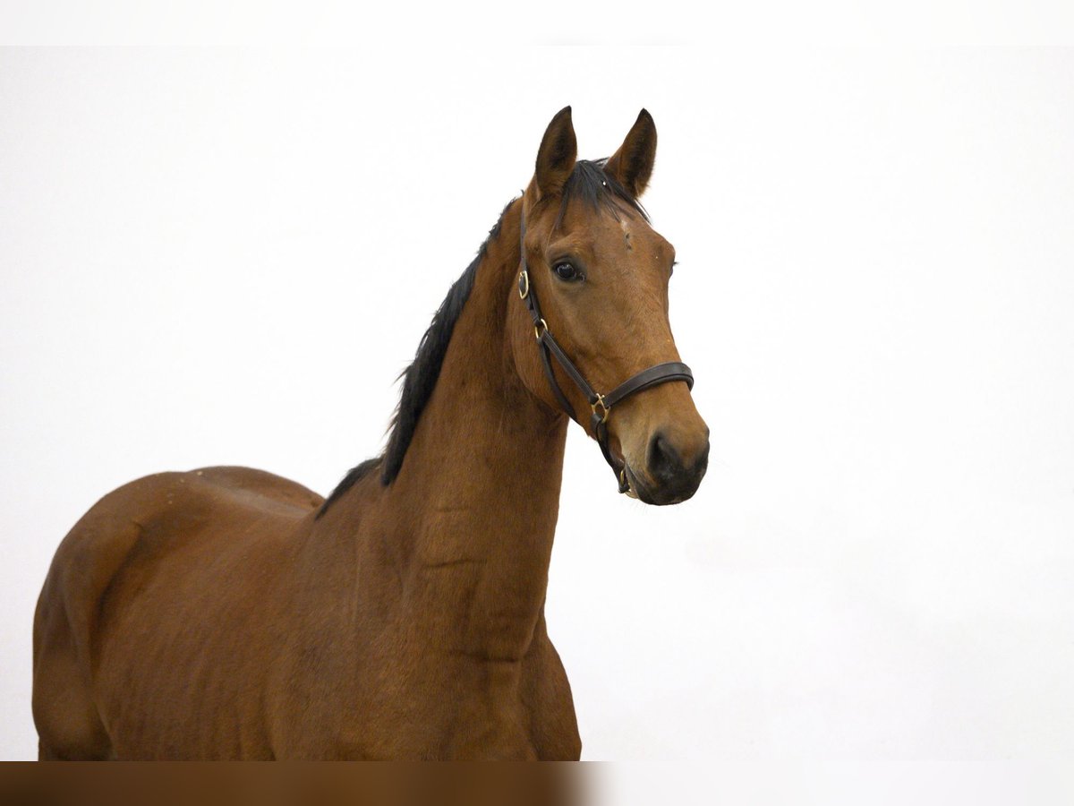 Anglo European Studbook Stallion 2 years 16 hh Brown in Waddinxveen