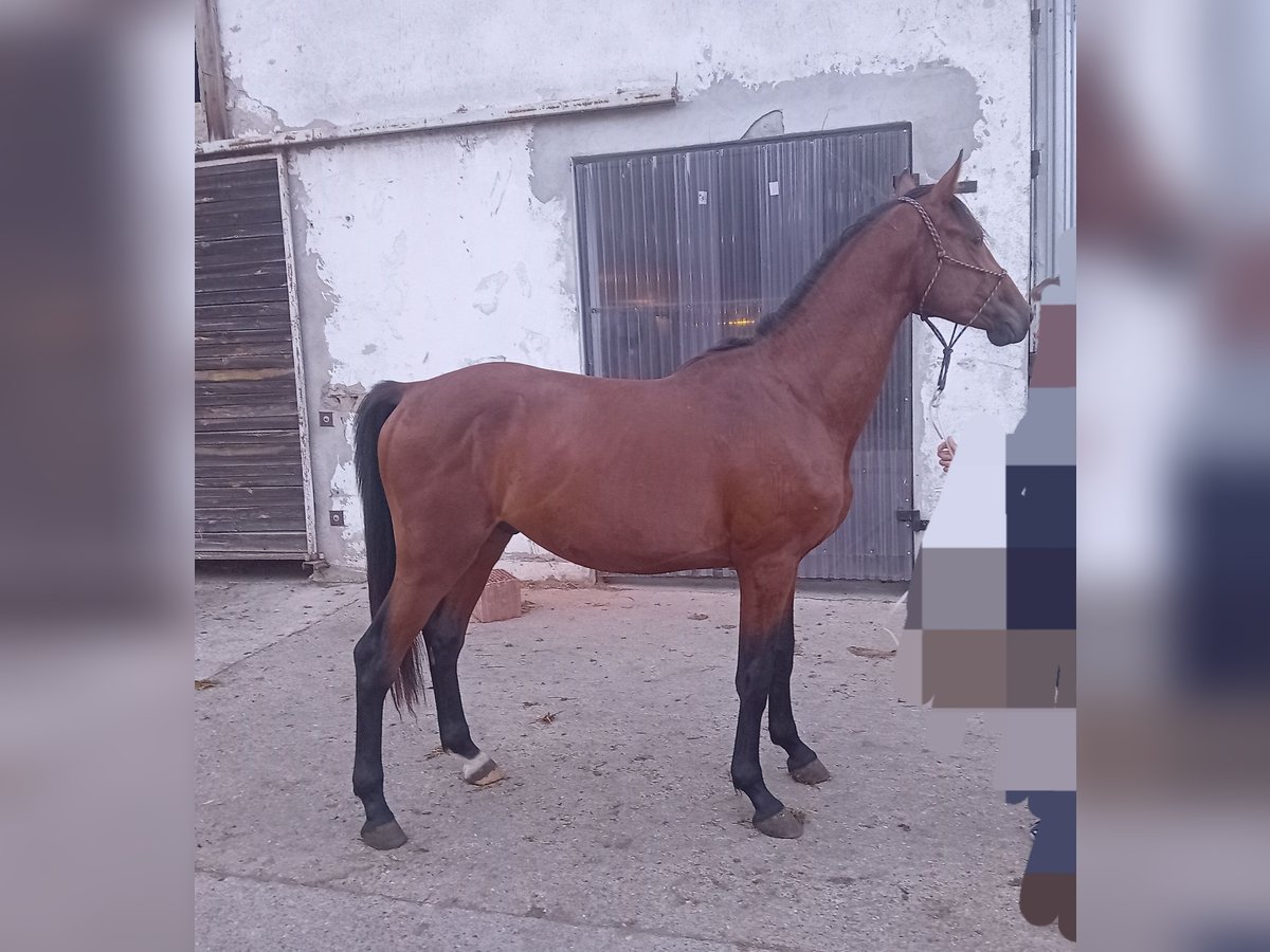 Anglo European Studbook Stallion 2 years Bay in &#x141;&#x119;g