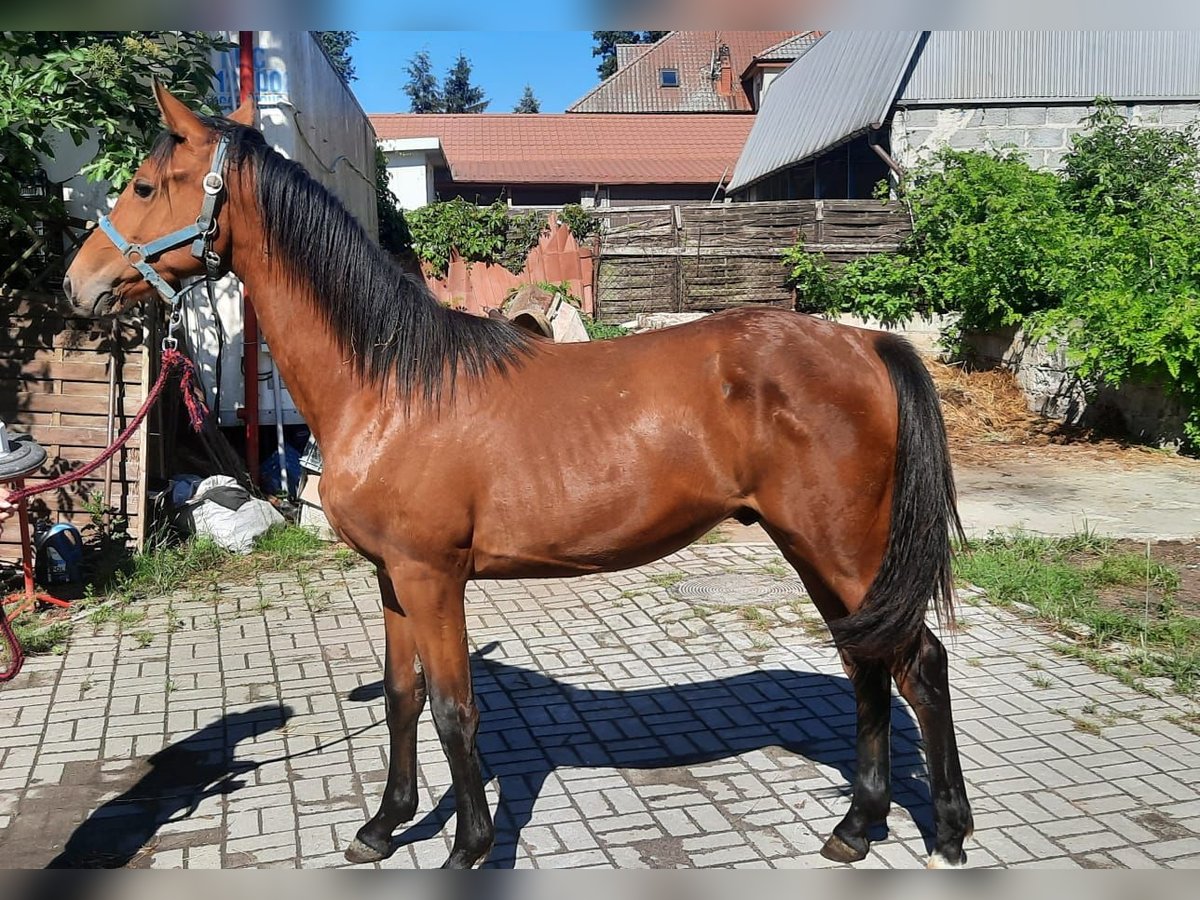 Anglo European Studbook Stallion 2 years Brown in Łęg Anglo European Studbook Stallion 2 years Brown in Łęg