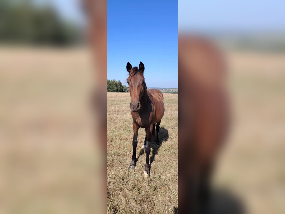 Anglo European Studbook Stallion 3 years 14,1 hh Brown in Zelislawice