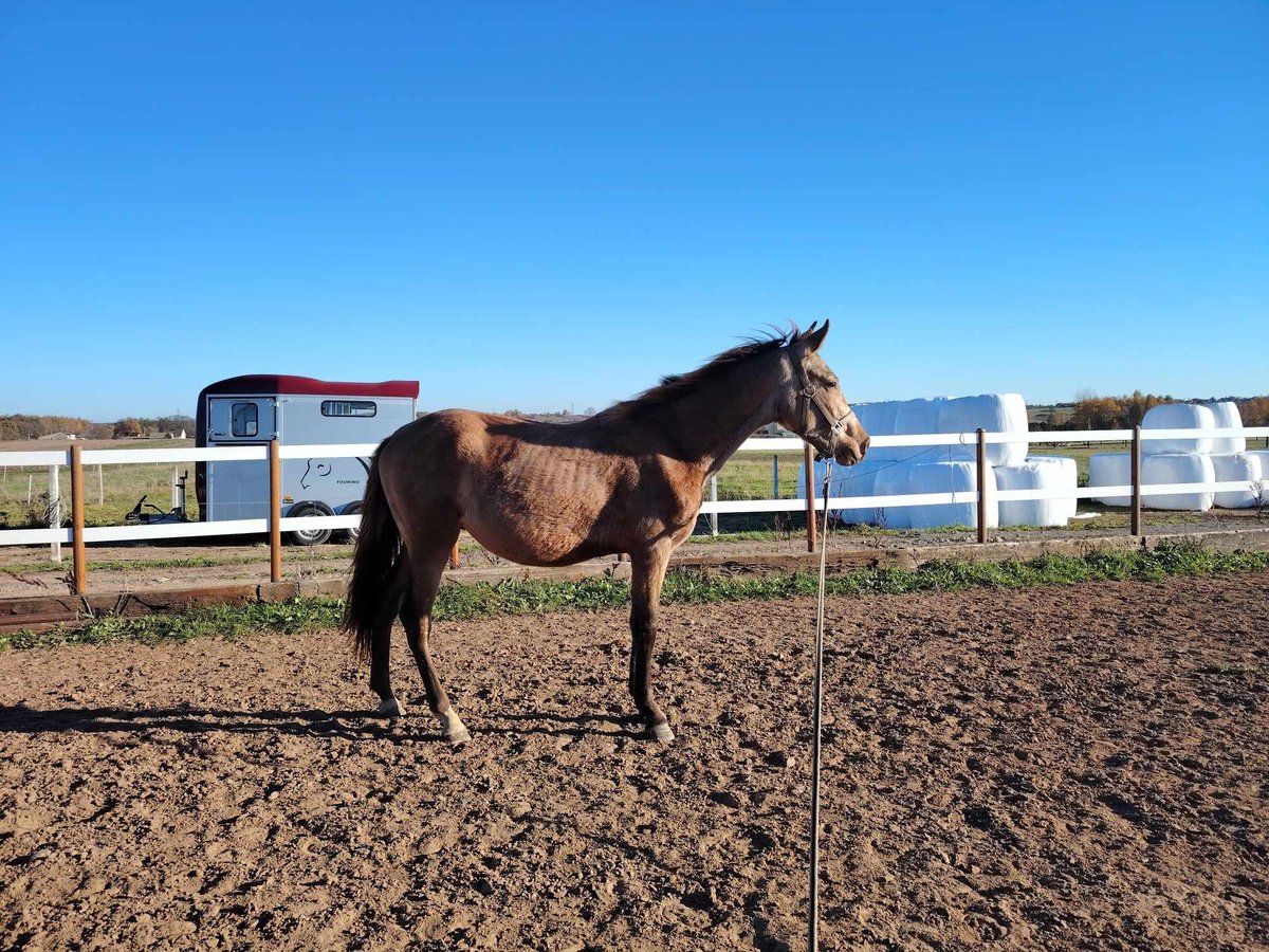 Anglo European Studbook Stallion 3 years 14,1 hh Buckskin in Zelislawice