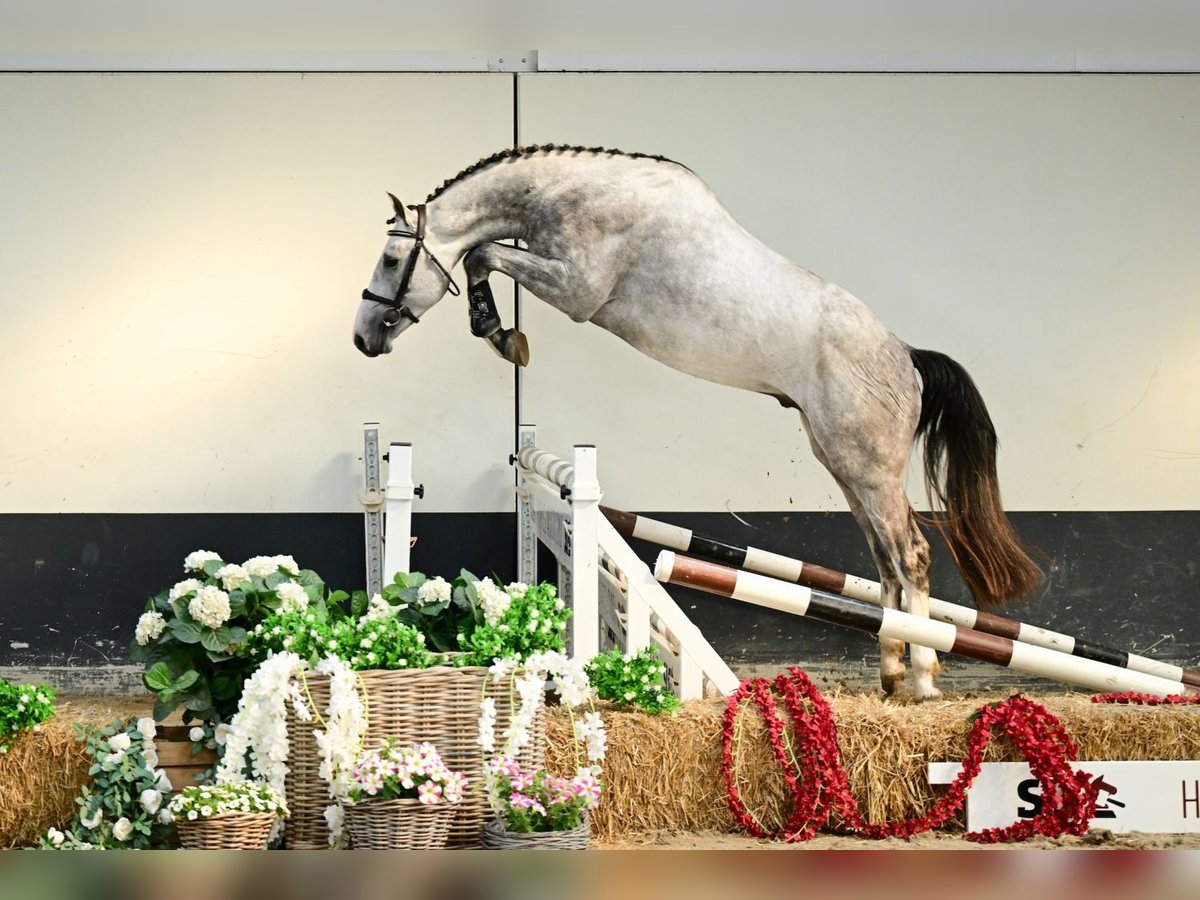 Anglo European Studbook Stallion 3 years 16 hh Gray in Bladel