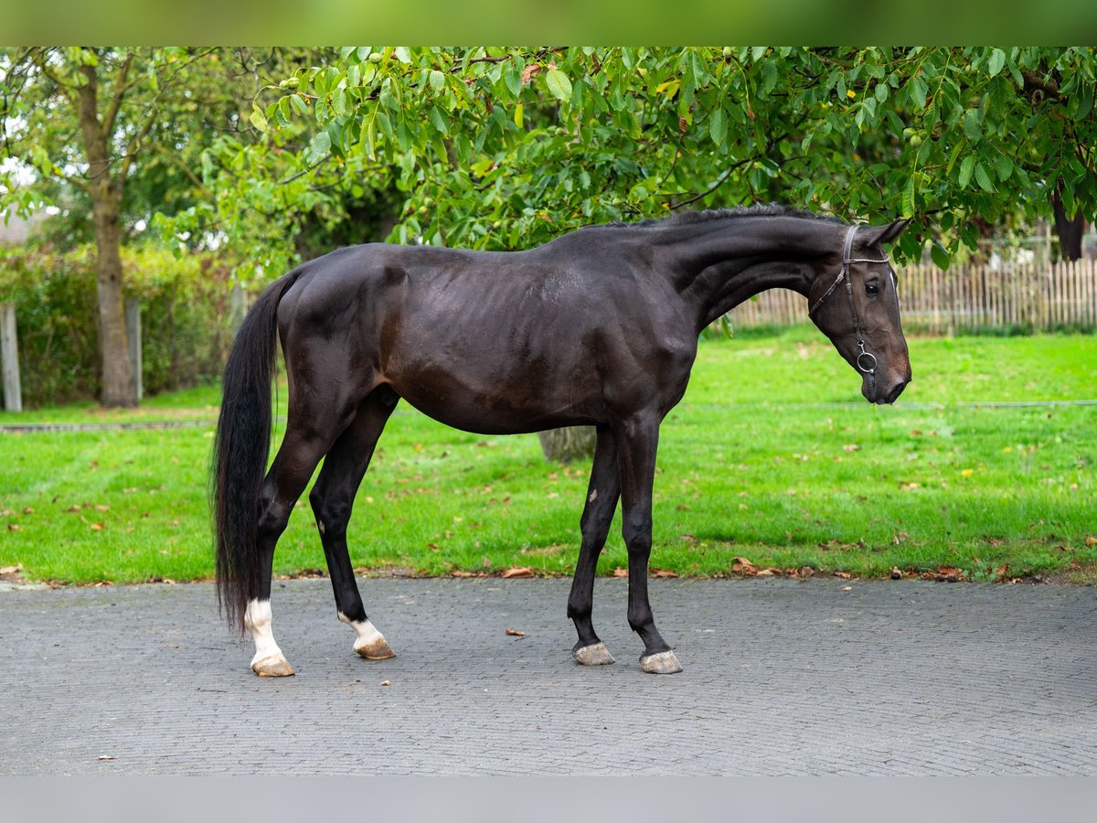 Anglo European Studbook Stallion 3 years 16,2 hh Smoky-Black in GROTE-BROGEL