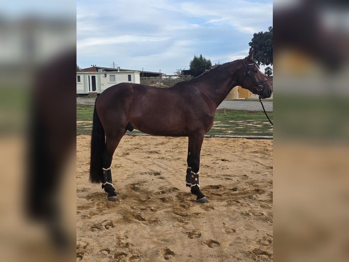 Anglo European Studbook Stallion 3 years 16,3 hh Brown-Light in Santa Eulalia De Ron&#xE7;ana