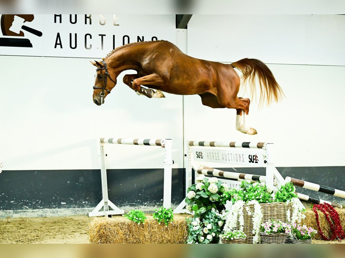Anglo European Studbook Stallion 3 years 16,3 hh Chestnut-Red in Bladel