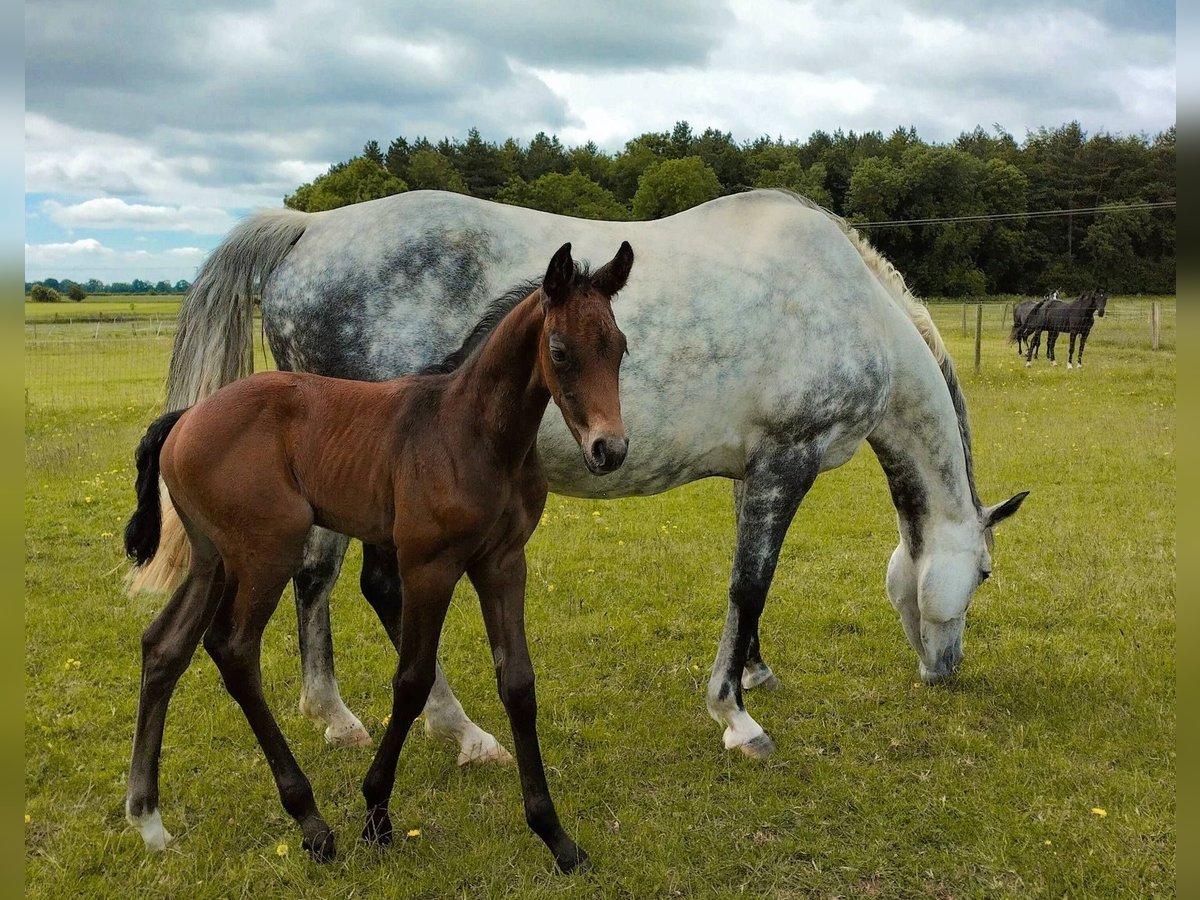 Anglo European Studbook Stallion Foal (05/2025) 16,2 hh Grey in Lincoln