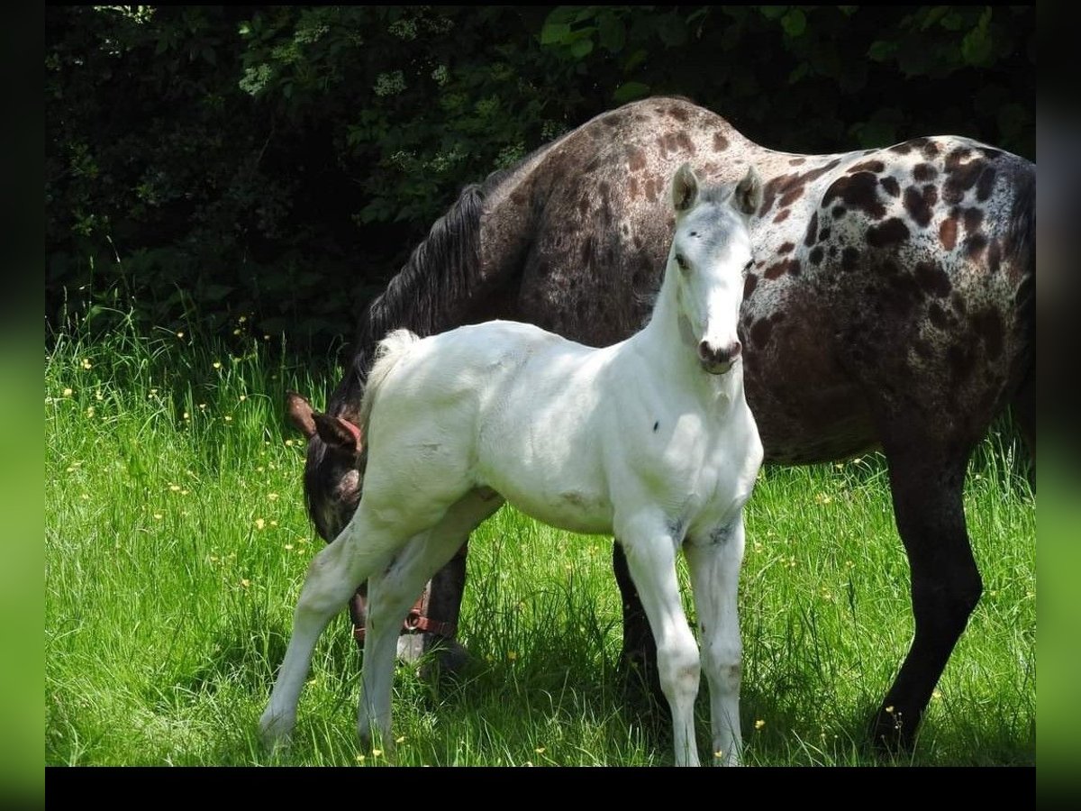 Anglo European Studbook Stallion Foal (05/2024) 16,2 hh Leopard-Piebald in DOCHAMPS