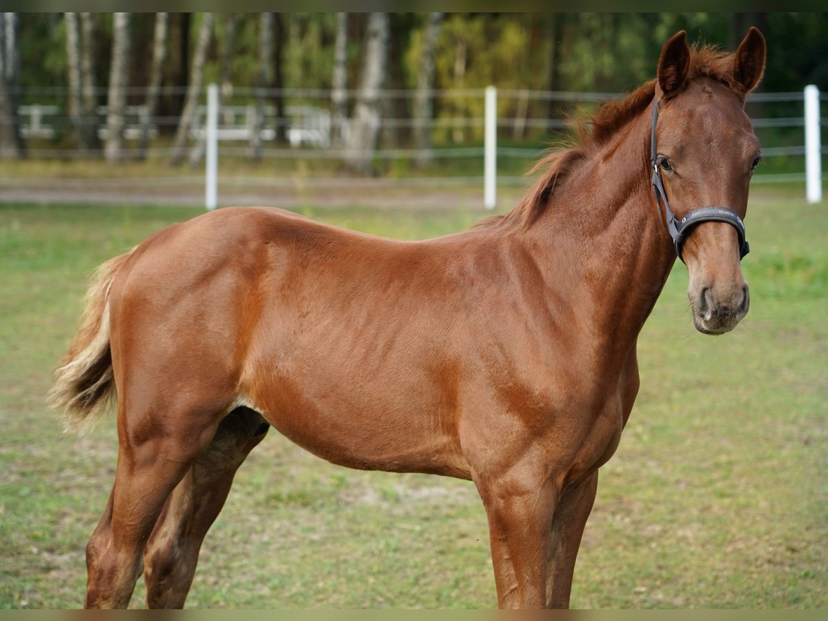 Anglo European Studbook Stallion Foal (05/2025) 16 hh Chestnut-Red in Dolsk