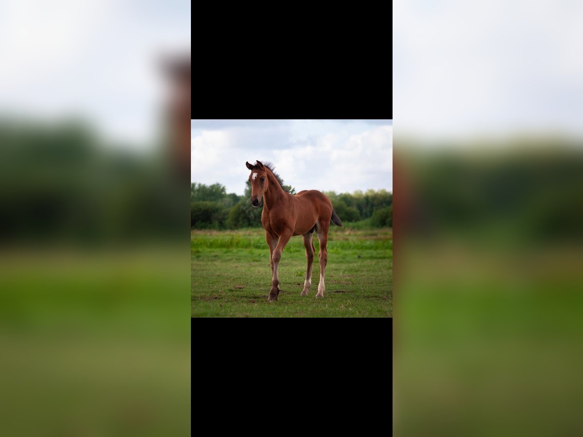 Anglo European Studbook Stallion Foal (06/2025) 16,2 hh Bay-Dark in Nieuwerkerk aan den IJssel