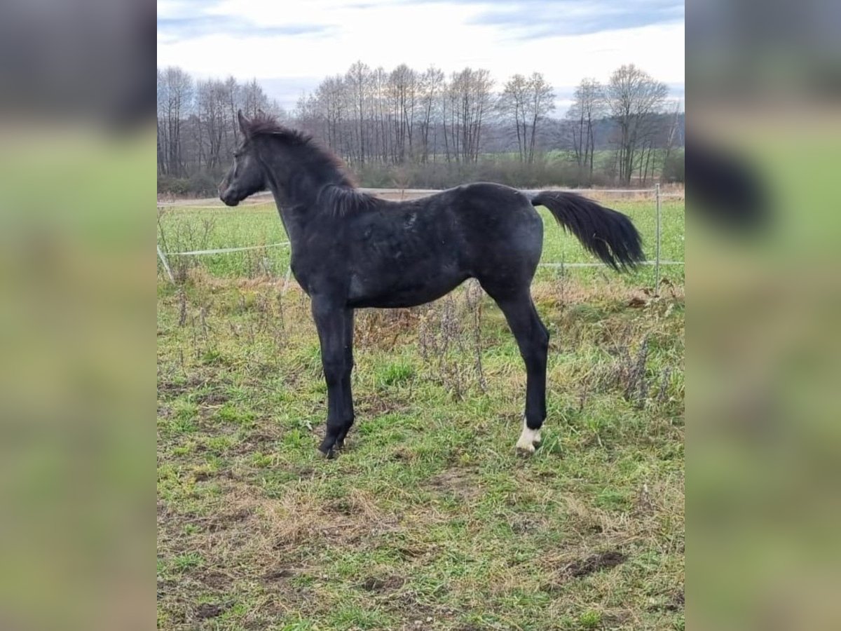 Anglo European Studbook Stallion  17 hh Gray in Pleszew