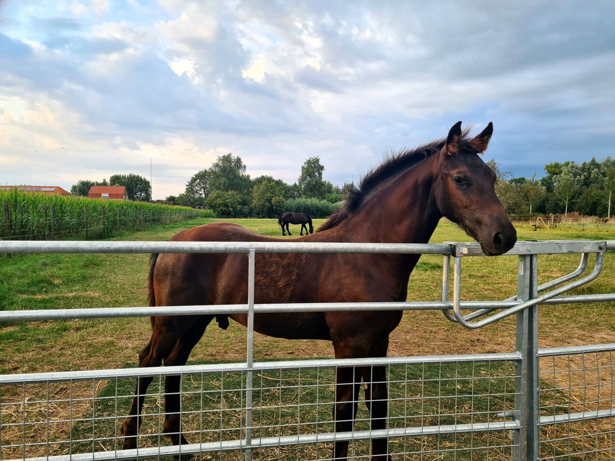 Anglo European Studbook Mix Stallion Foal (04/2024) Black in Maren-Kessel