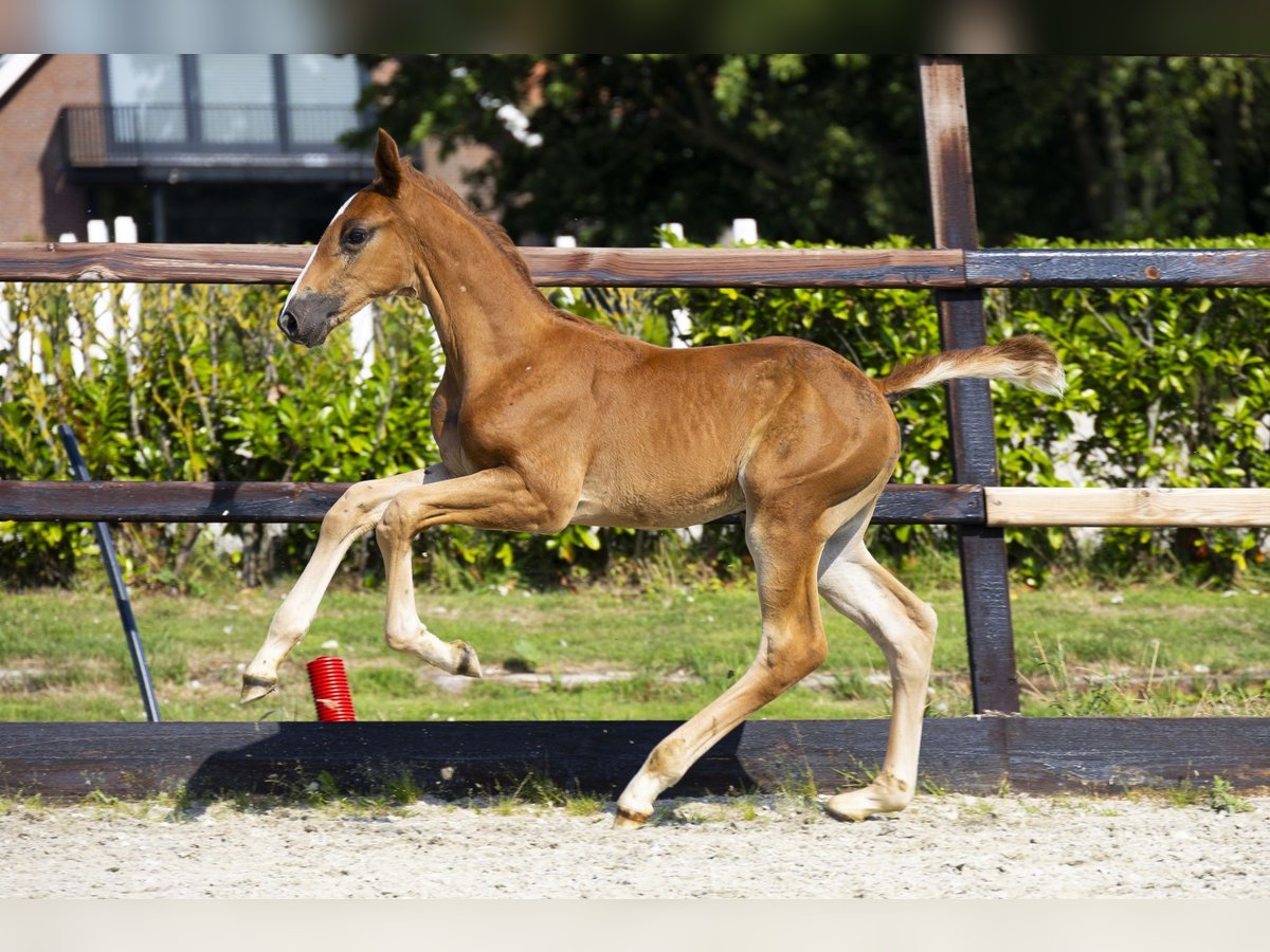 Anglo European Studbook Stallion Foal (06/2025) Brown-Light in Waddinxveen