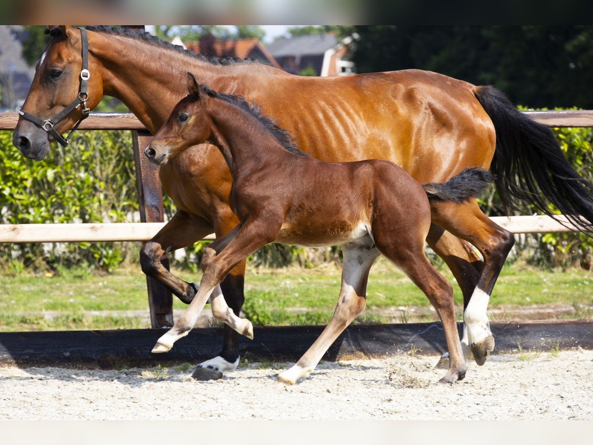 Anglo European Studbook Stallion Foal (06/2025) Brown in Waddinxveen