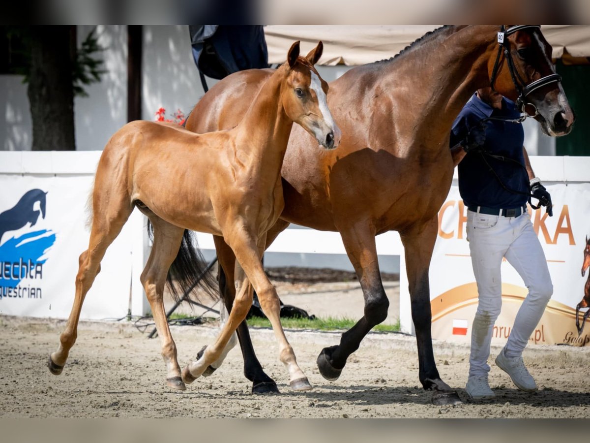 Anglo European Studbook Stallion Foal (04/2025) Chestnut-Red in Brzoza