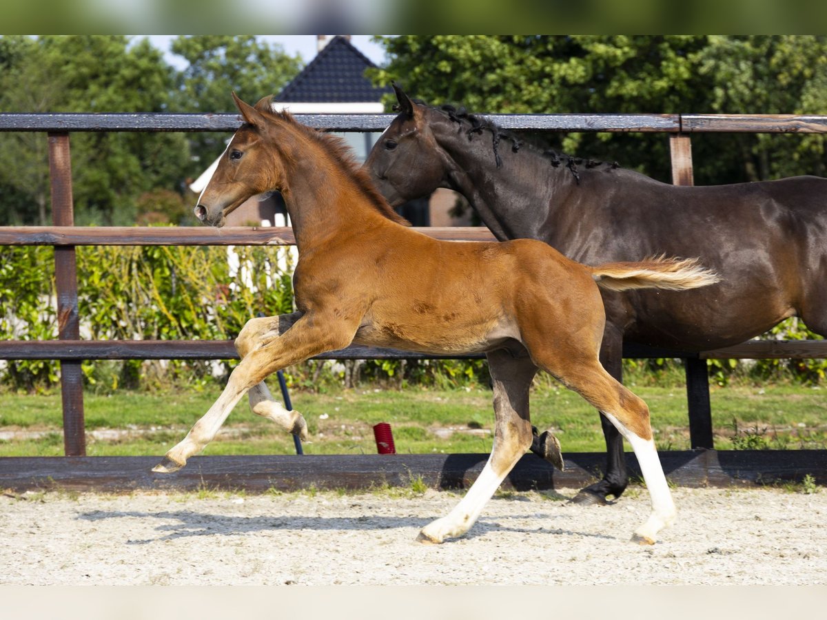 Anglo European Studbook Stallion Foal (04/2025) Chestnut-Red in Waddinxveen