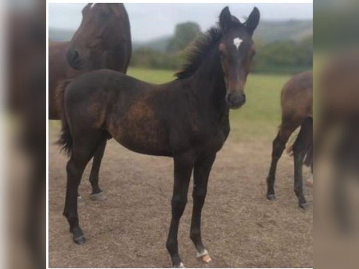 Anglo European Studbook Stallion Foal (04/2024) Gray in SUSSEX