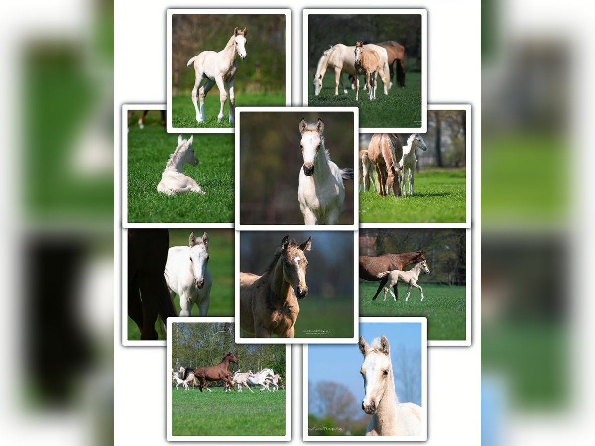 Anglo European Studbook Stallion Foal (03/2025) in Den Ham