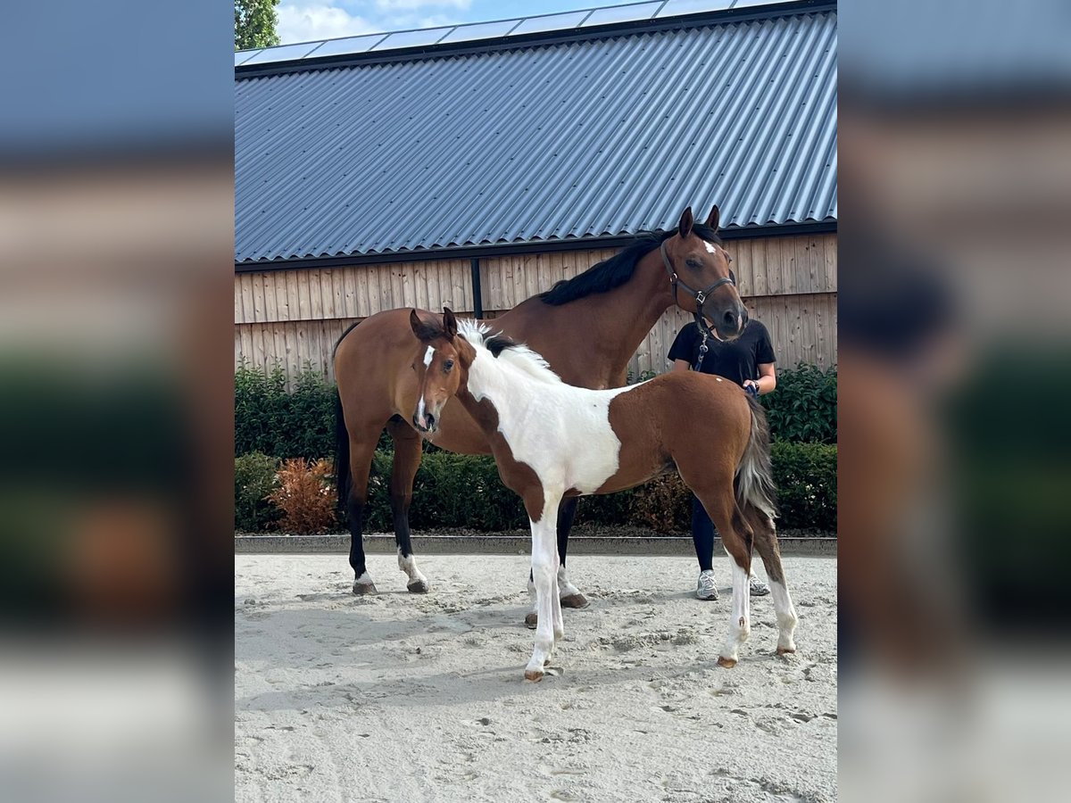 Anglo European Studbook Stallion Foal (05/2025) in GROTE-BROGEL