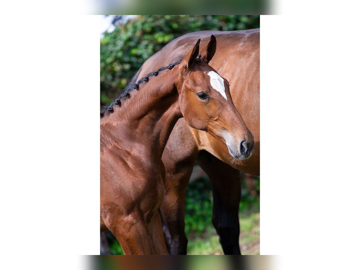 Anglo European Studbook Stallion Foal (03/2025) in Heerde