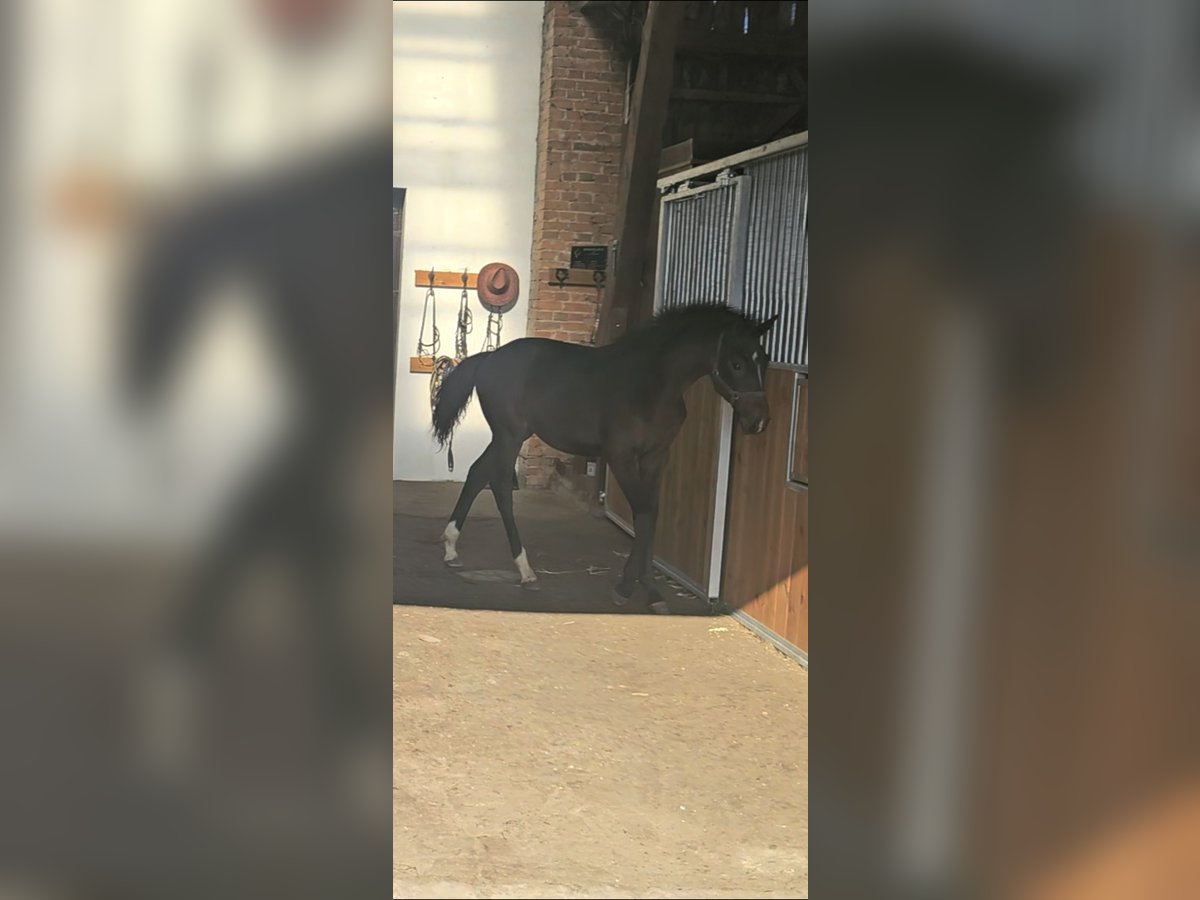 Anglo European Studbook Stallion Foal (05/2024) Smoky-Black in OSTRÓW WIELKOPOLSKI