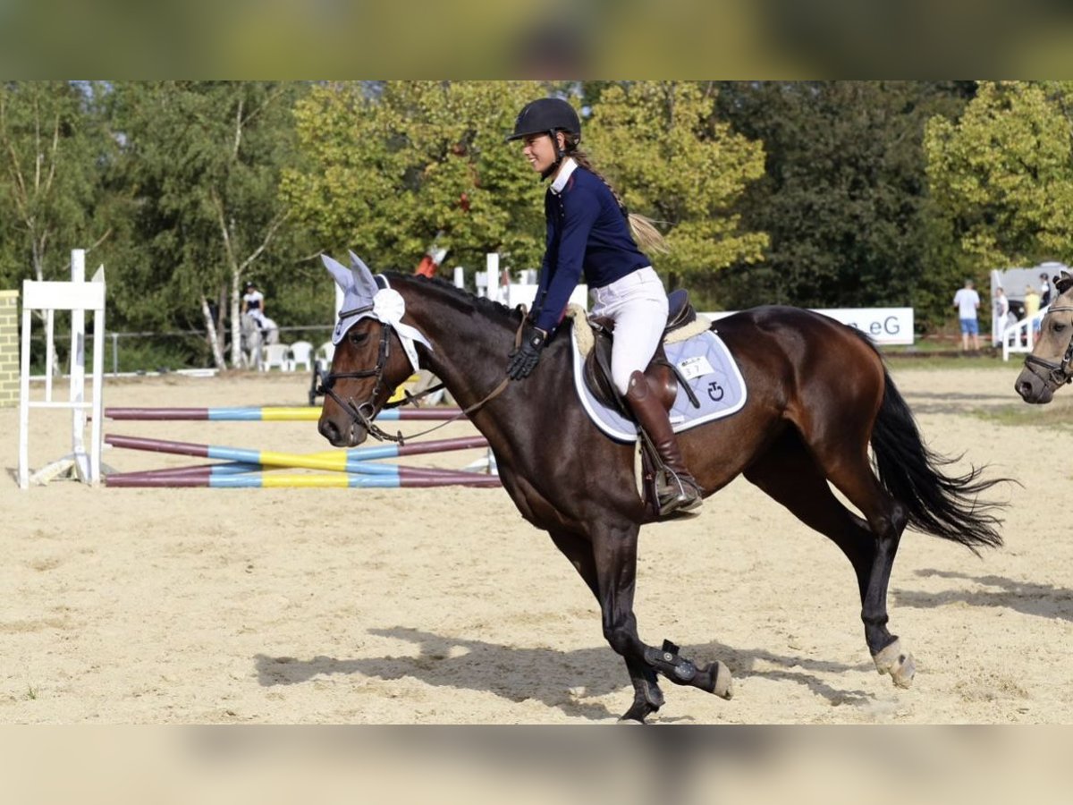 Anglo European Studbook Stute 10 Jahre 164 cm Dunkelbrauner in Bad Marienberg