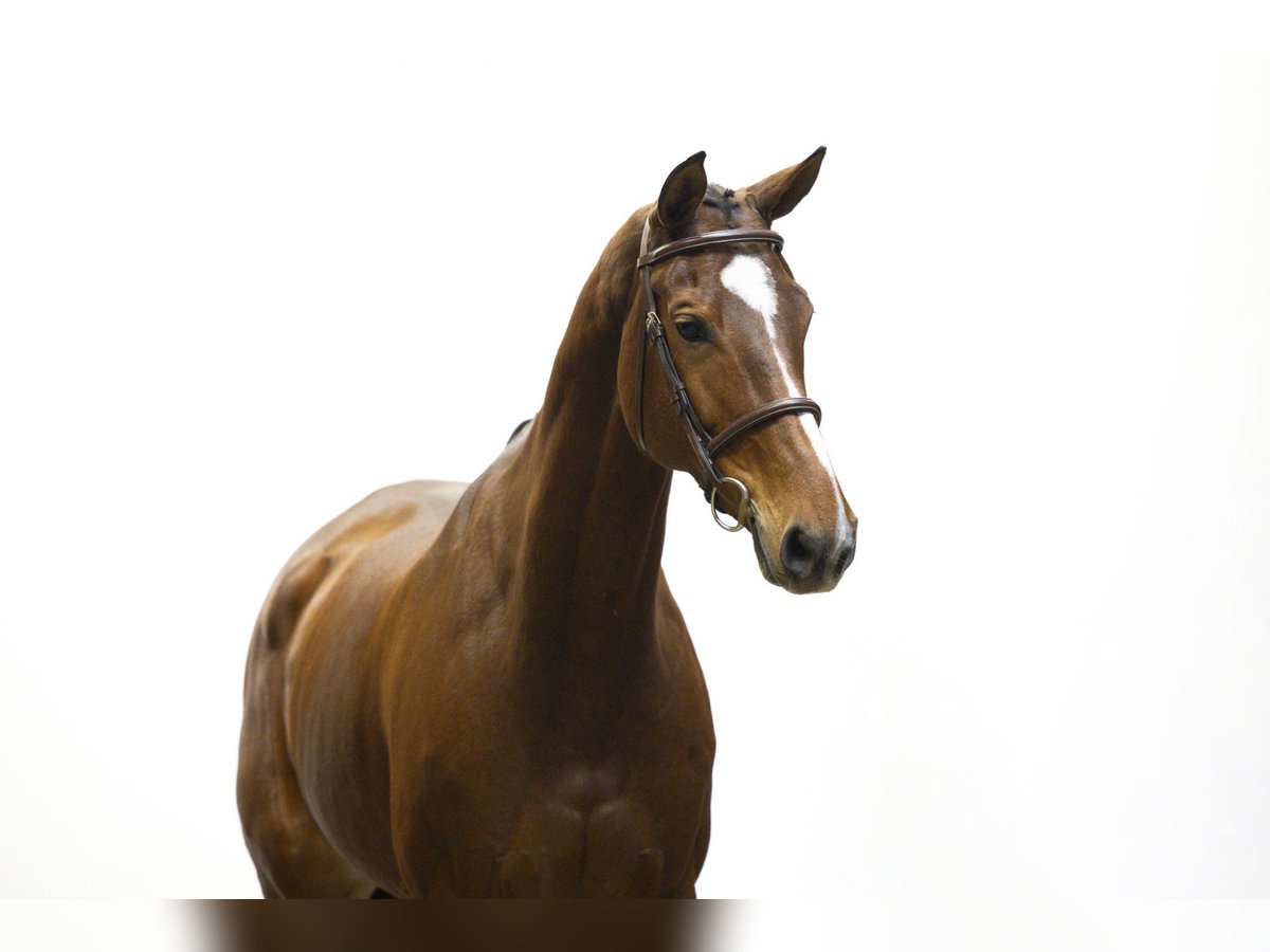 Anglo European Studbook Stute 10 Jahre 173 cm Brauner in Waddinxveen