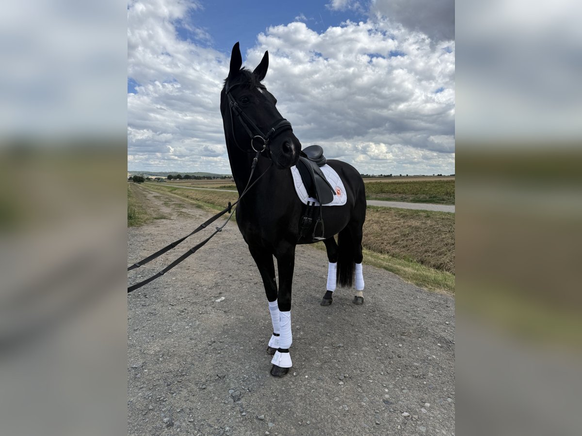 Anglo European Studbook Stute 11 Jahre 168 cm Rappe in Butzbach