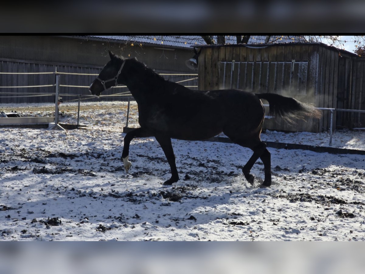 Anglo European Studbook Stute 12 Jahre 175 cm Dunkelbrauner in Trochtelfingen