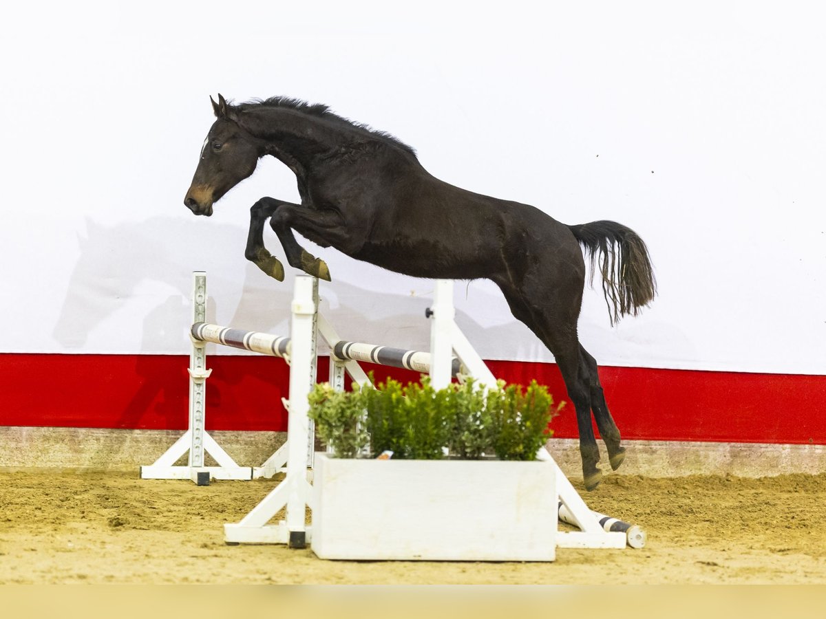 Anglo European Studbook Stute 2 Jahre 148 cm Dunkelbrauner in Waddinxveen