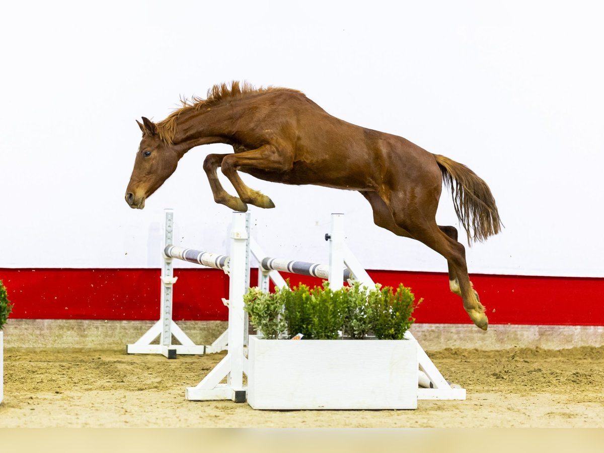 Anglo European Studbook Stute 2 Jahre 152 cm Dunkelfuchs in Waddinxveen