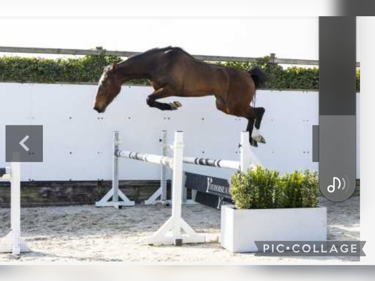 Anglo European Studbook Stute 3 Jahre 160 cm Brauner in Eksel