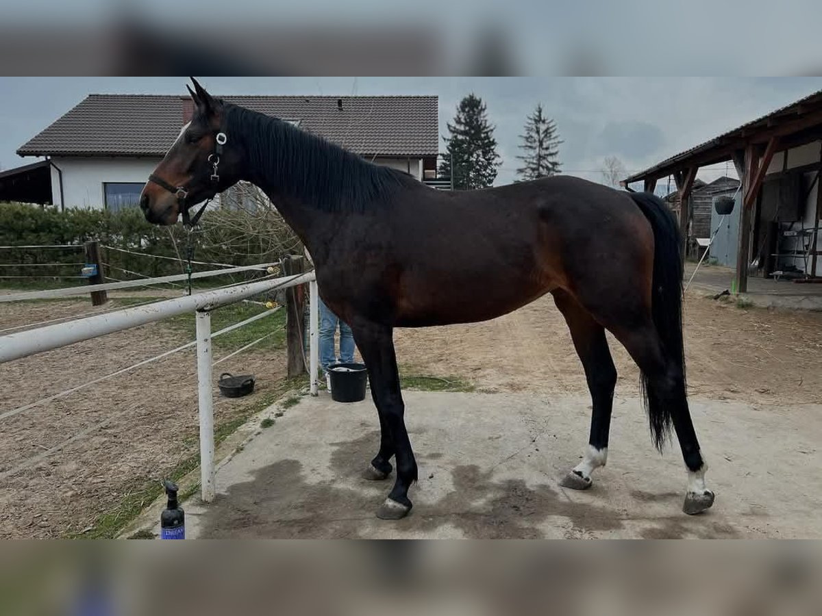Anglo European Studbook Stute 3 Jahre 161 cm Rotbrauner in Ostrowo M&#x142;yn