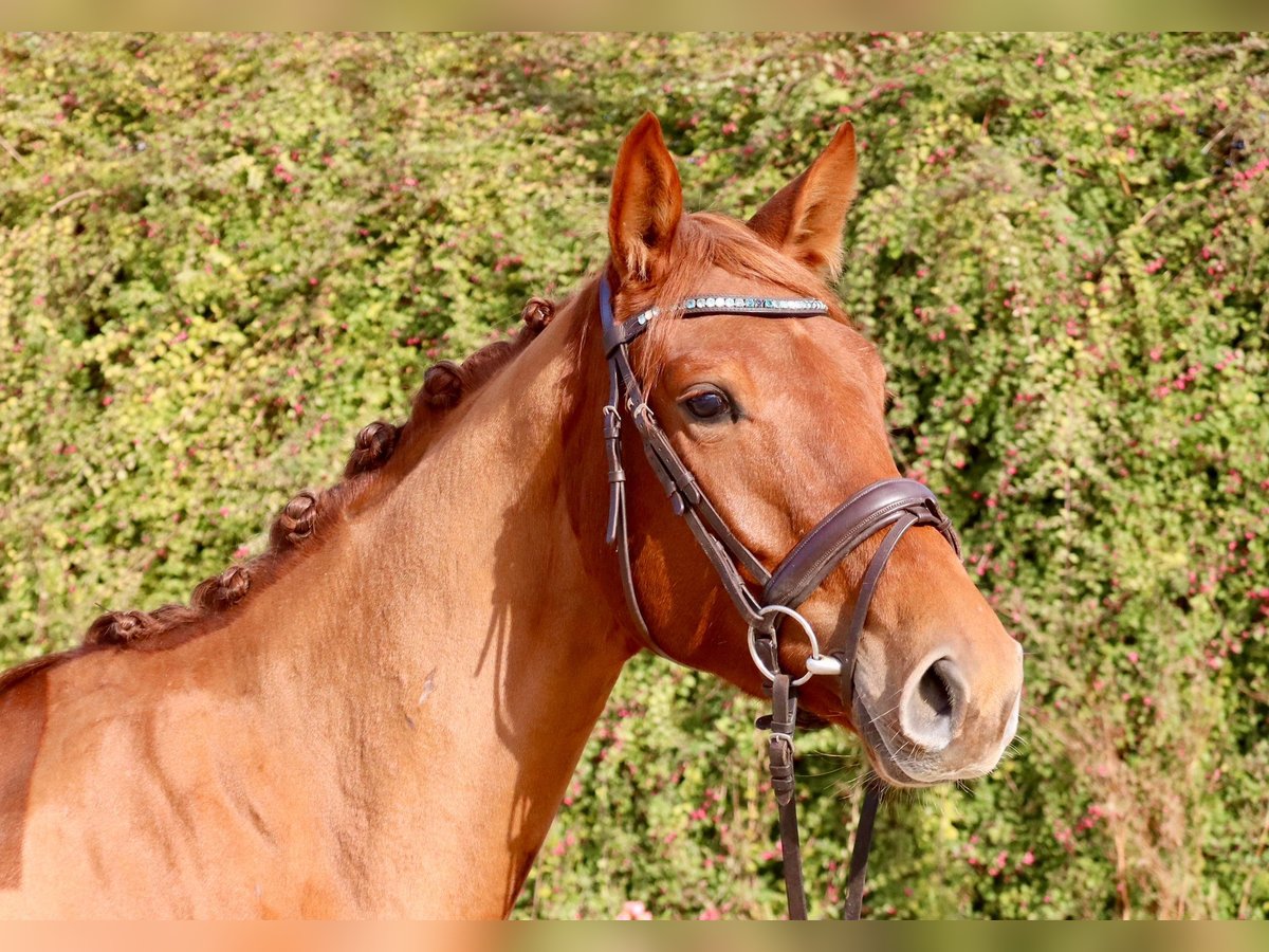 Anglo European Studbook Stute 3 Jahre 165 cm Fuchs in Einbeck