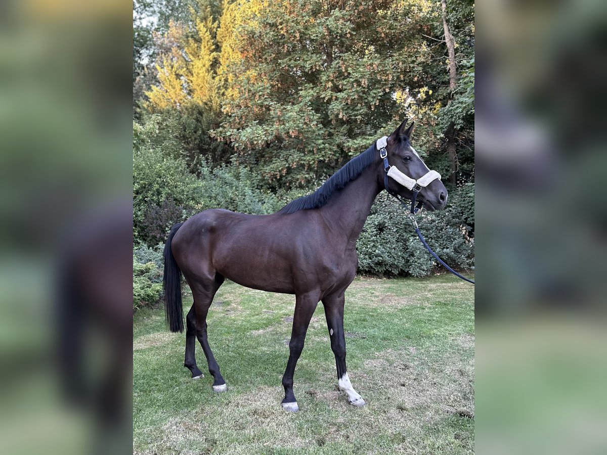 Anglo European Studbook Stute 3 Jahre 165 cm Rappe in Boadilla Del Monte