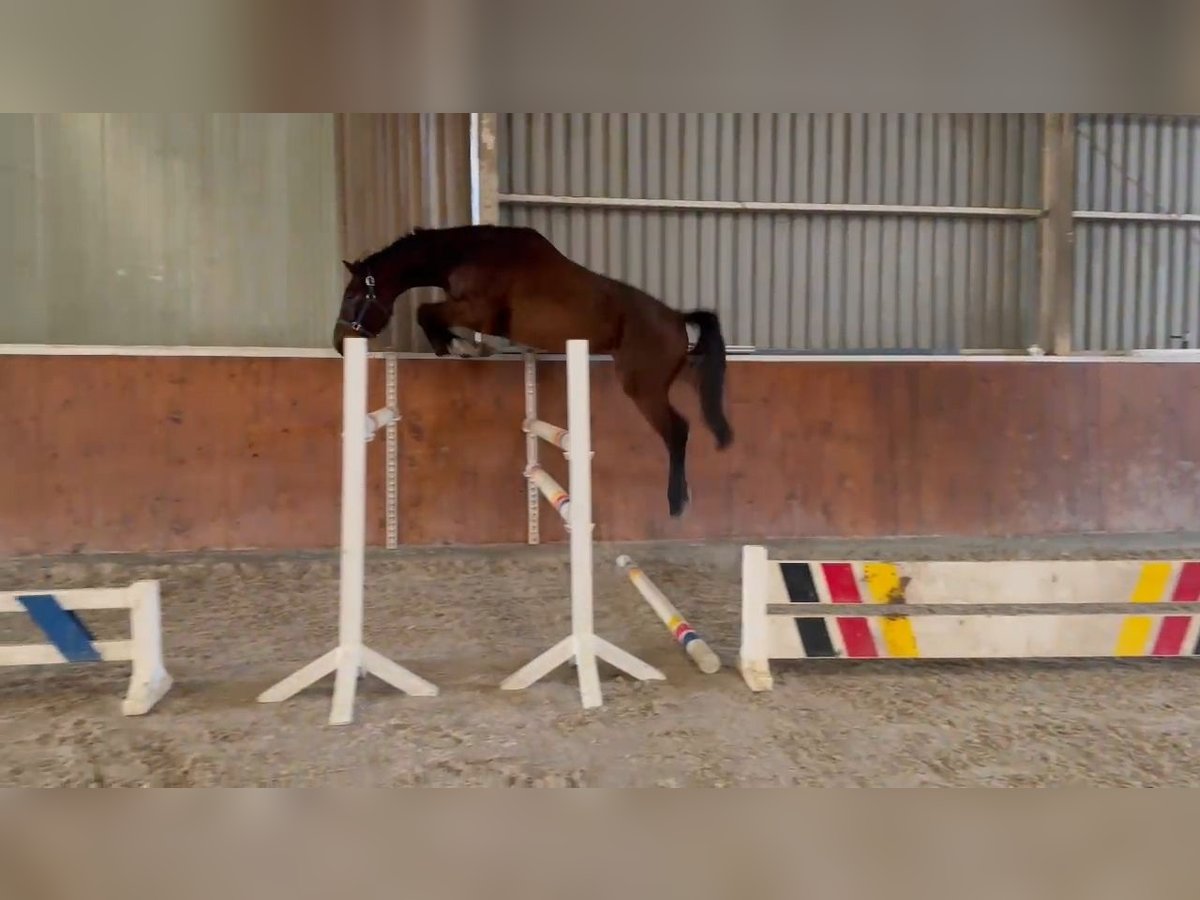 Anglo European Studbook Stute 4 Jahre 174 cm Dunkelbrauner in Ysselsteyn