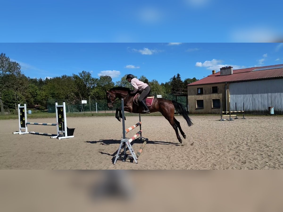 Anglo European Studbook Stute 5 Jahre 164 cm Brauner in Ostrowo M&#x142;yn